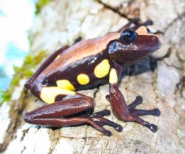 Brown-eyed treefrog Nyctimantis rugiceps
