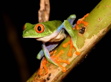 Red-eyed treefrog Agalychnis callidryas