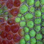close up of lizard skin