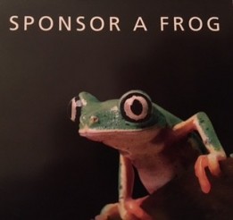Lemur Leaf Frog Sponsor frog