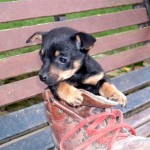pup in boot